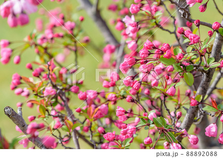 咲き始めたハナカイドウの花 咲き始めたハナカイドウの花 88892088