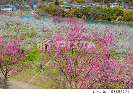 春のろうかく梅園【長野市信州新町】 88892175