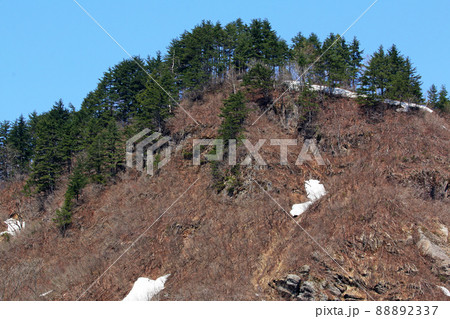 雪解けの里山、山頂はキタゴヨウ林　福島県只見町 88892337