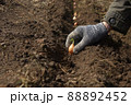 Planting onion sets in the garden in spring - work at the beginning of season 88892452