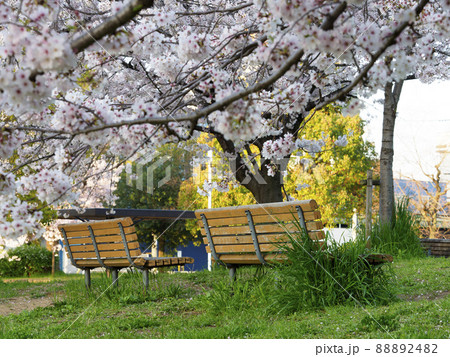 公園のベンチと満開の桜 88892482