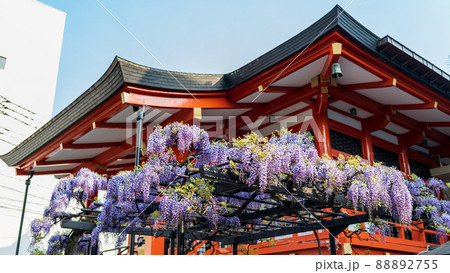 「東京都」神楽坂・毘沙門天 善國寺 88892755