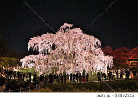 滝桜ライトアップ 88892818