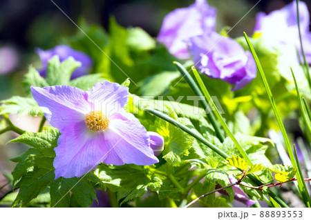 白根葵 白根葵 88893553