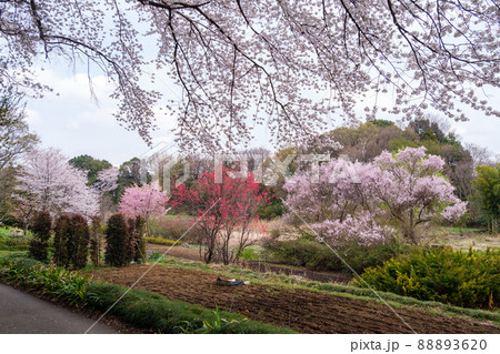 桜とハナモモ 88893620