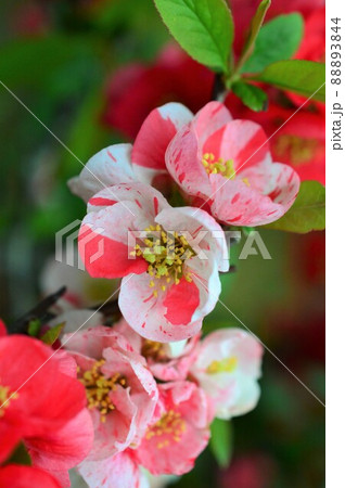 木瓜の花 赤、ピンク、絞り柄、白色 木瓜の花 赤、ピンク、絞り柄、白色 88893844