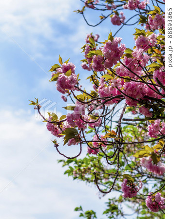 青空と八重桜 青空と八重桜 88893865