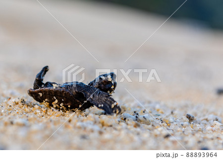 海亀の赤ちゃん　ひっくり返る　屋久島永田いなか浜(夏 88893964
