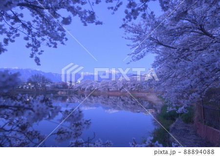 北杜市長坂町、長坂湖の春、満開の桜、静かな朝 北杜市長坂町、長坂湖の春、満開の桜、静かな朝 88894088