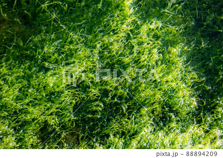 海藻　もずく　もづく　粘液質　光合成　泡　バブル　二酸化炭素　海　岸辺 88894209