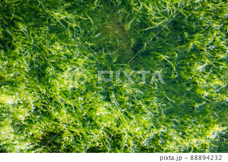 海藻 もずく もづく 粘液質 光合成 泡 バブル 二酸化炭素 海 岸辺 海藻 もずく もづく 粘液質 光合成 泡 バブル 二酸化炭素 海 岸辺 88894232