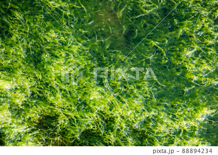 海藻　もずく　もづく　粘液質　光合成　泡　バブル　二酸化炭素　海　岸辺 88894234