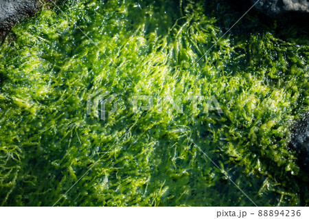 海藻　もずく　もづく　粘液質　光合成　泡　バブル　二酸化炭素　海　岸辺 88894236