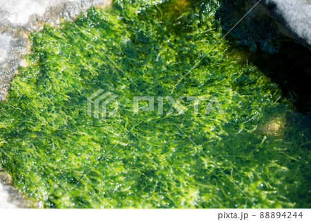 海藻　もずく　もづく　粘液質　光合成　泡　バブル　二酸化炭素　海　岸辺 88894244