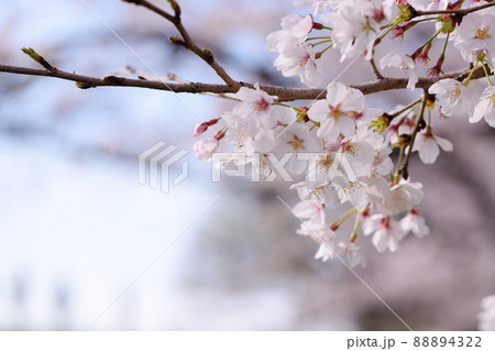 多摩川の桜、土手の人物 88894322