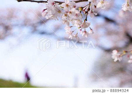 多摩川の桜、土手の人物 88894324