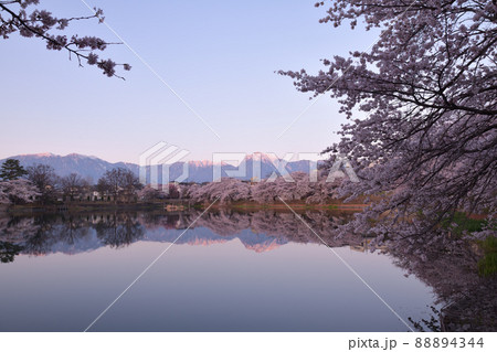 北杜市長坂町、長坂湖の春、満開の桜、静かな朝、朝日が当たる山並み 88894344