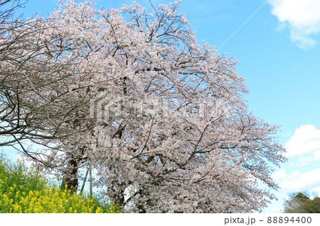 春の空に気持ち良く咲く桜の花　思川沿いの風景 88894400