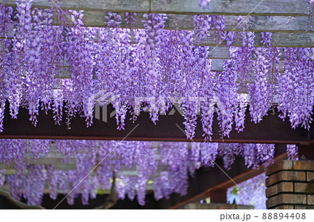 藤棚 藤の花 藤棚 藤の花 88894408