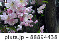 花　ハナカイドウ 88894438