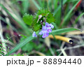 野草　カキオドシ 88894440