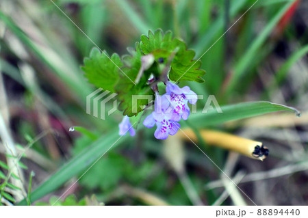 野草　カキオドシ 88894440