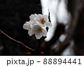 花　ソメイヨシノ 88894441