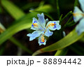 野草　シャガ 88894442