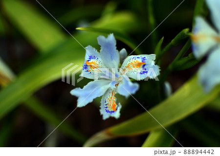 野草　シャガ 88894442