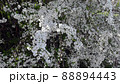 花　雪見草 88894443