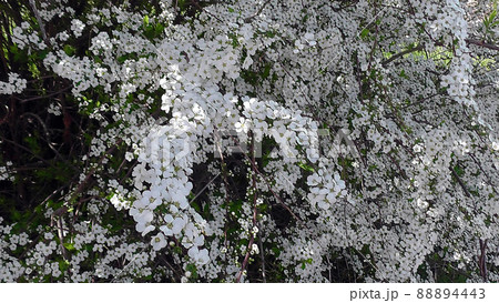 花　雪見草 88894443