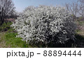 花　雪見草 88894444