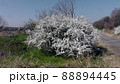 花　雪見草 88894445
