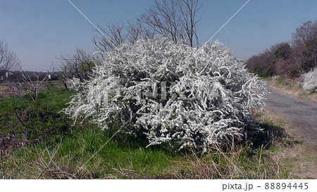 花　雪見草 88894445