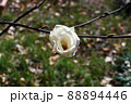 花　モクレン 88894446