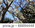 花　モクレン 88894448
