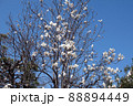 花　モクレン 88894449