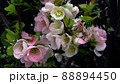 花　クサボケ 88894450
