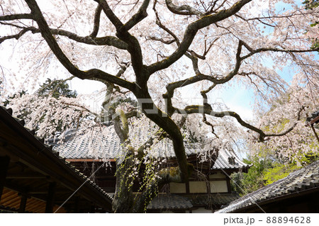 十輪寺の枝垂れ桜 88894628