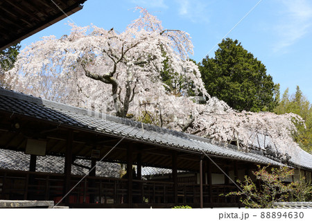 十輪寺の枝垂れ桜 88894630