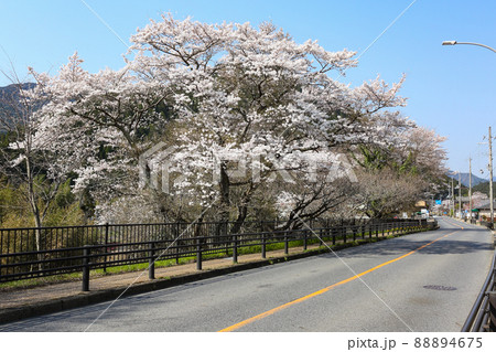 京都大原の桜 京都大原の桜 88894675