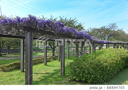 藤棚　引地川親水公園　神奈川県藤沢市 88894705