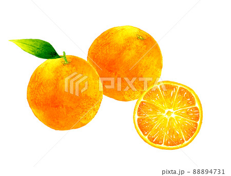 葉っぱ付きのオレンジと半分に切ったオレンジの果実のイラスト　フルーツの手描き水彩イラスト素材 88894731