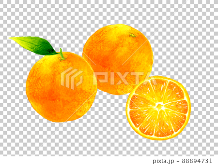 葉っぱ付きのオレンジと半分に切ったオレンジの果実のイラスト　フルーツの手描き水彩イラスト素材 88894731