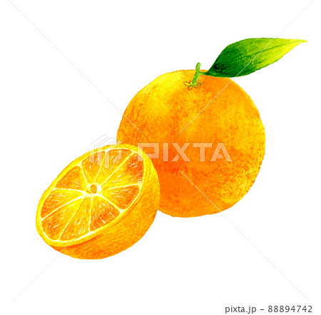 葉っぱ付きのオレンジと半分に切ったオレンジの果実のイラスト フルーツの手描き水彩イラスト素材のイラスト素材 4742