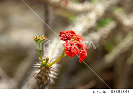 エウフォルビア・ゴットレベイ【トウダイグサ科】 88895343