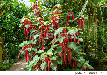 マレーシア原産の垂れ下がる花序のベニヒモノキ 88895347
