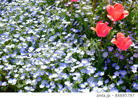 光を浴びてネモフィラとチューリップ（2） 88895797