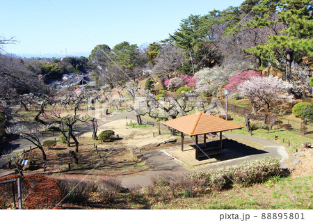 大倉山公園の梅 88895801