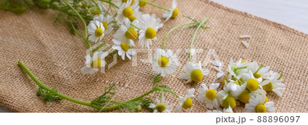 麻布に載せたカモミールの花、ハーブの花のフレーム 88896097